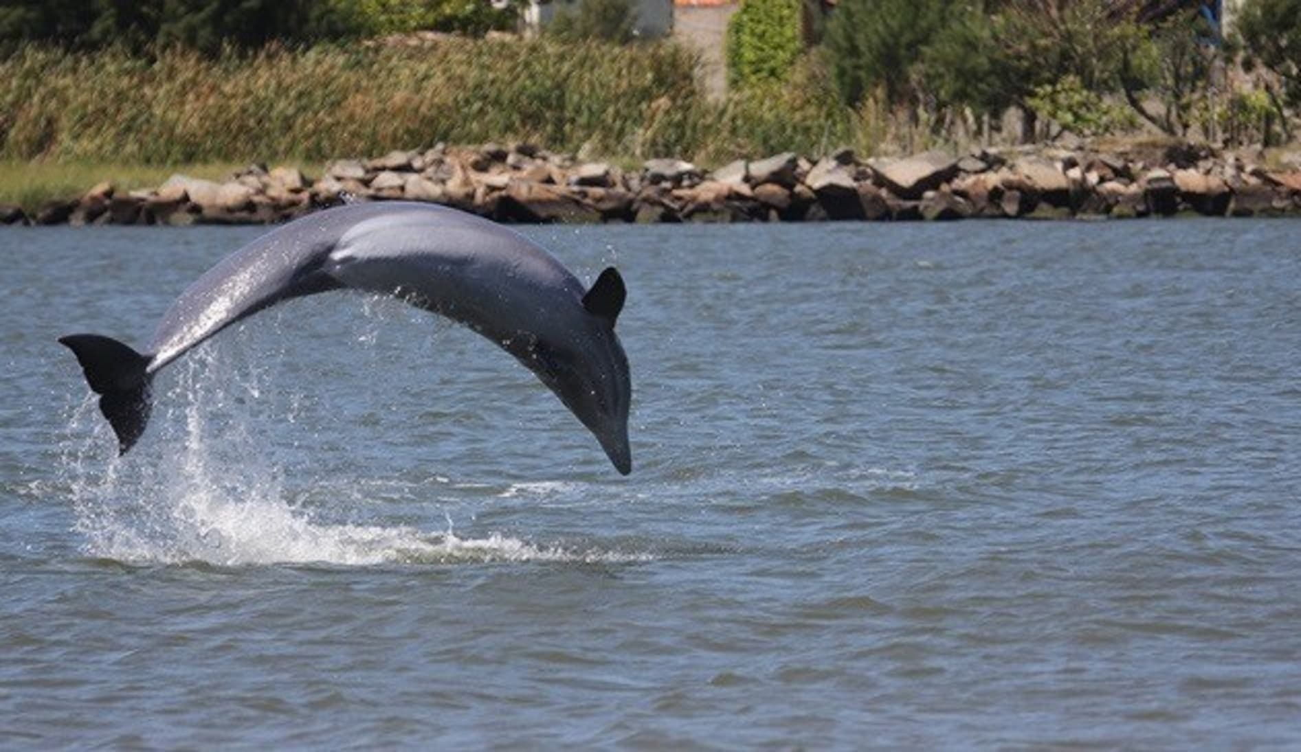 Tubarão aprova lei de proteção aos botos pescadores
