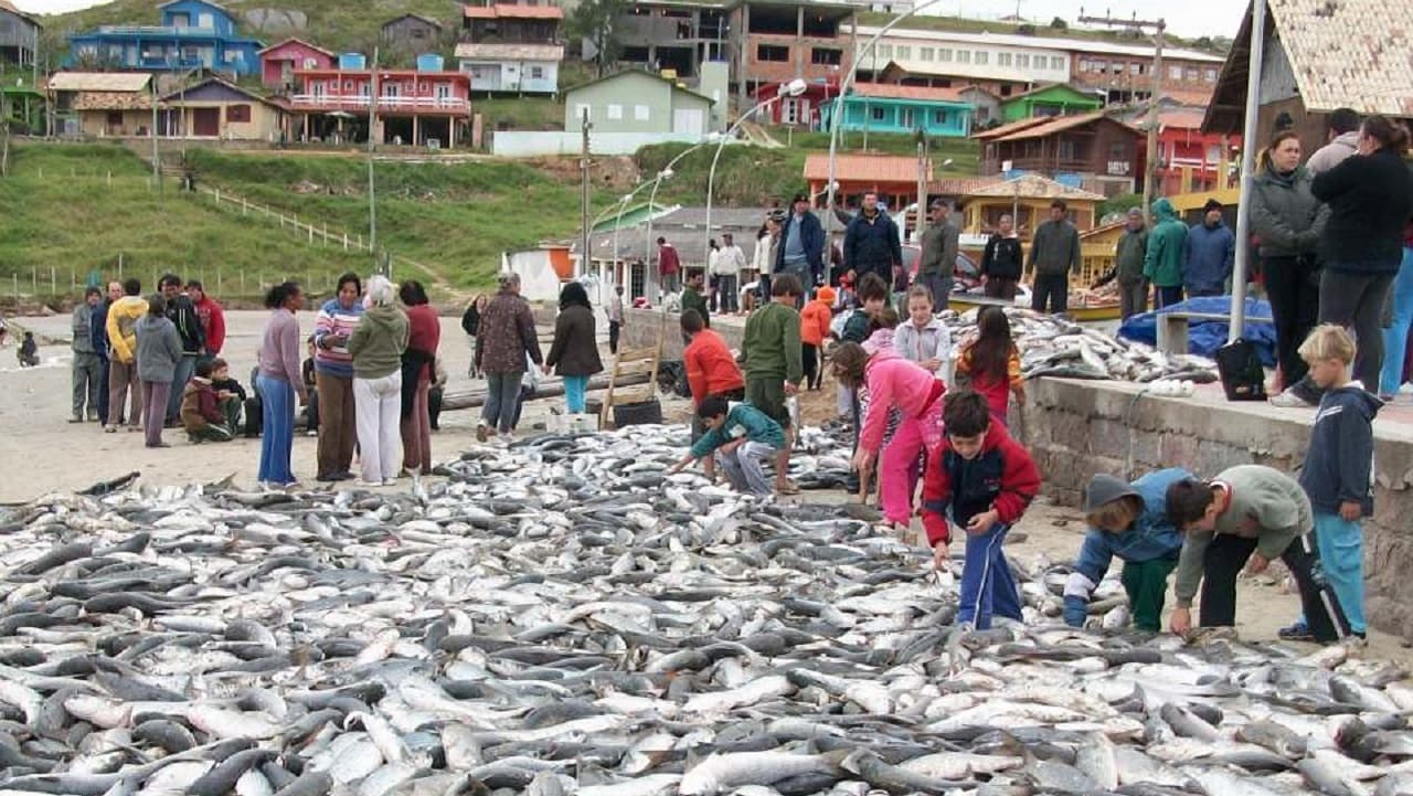 Temporada da tainha começa neste domingo (1º)
