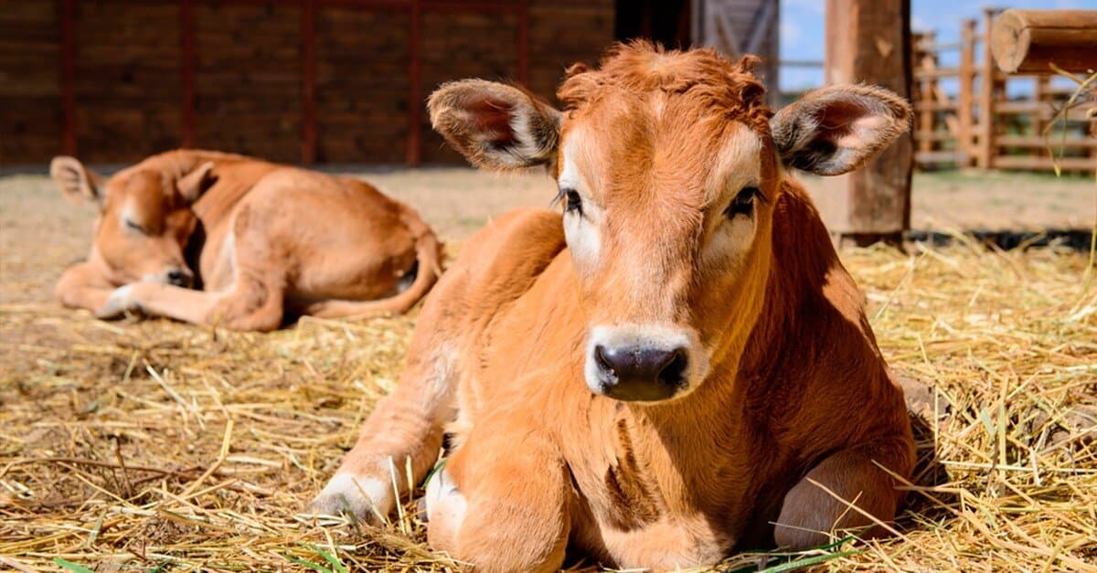 Caso de abigeato é registrado em propriedade da região