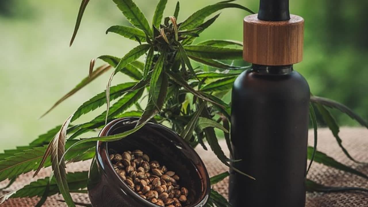 Comissão da Câmara aprova projeto que autoriza plantio de Cannabis