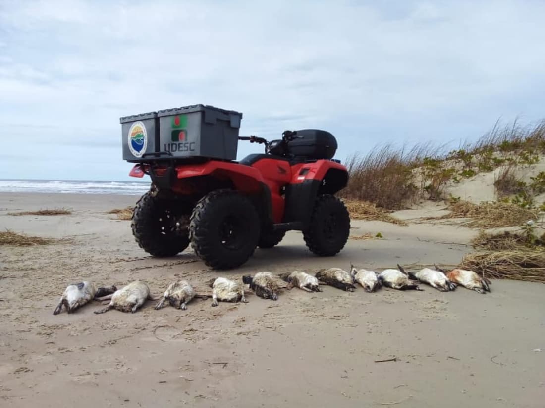 Quase 30 pinguins são encontrados sem vida entre Laguna e Imbituba