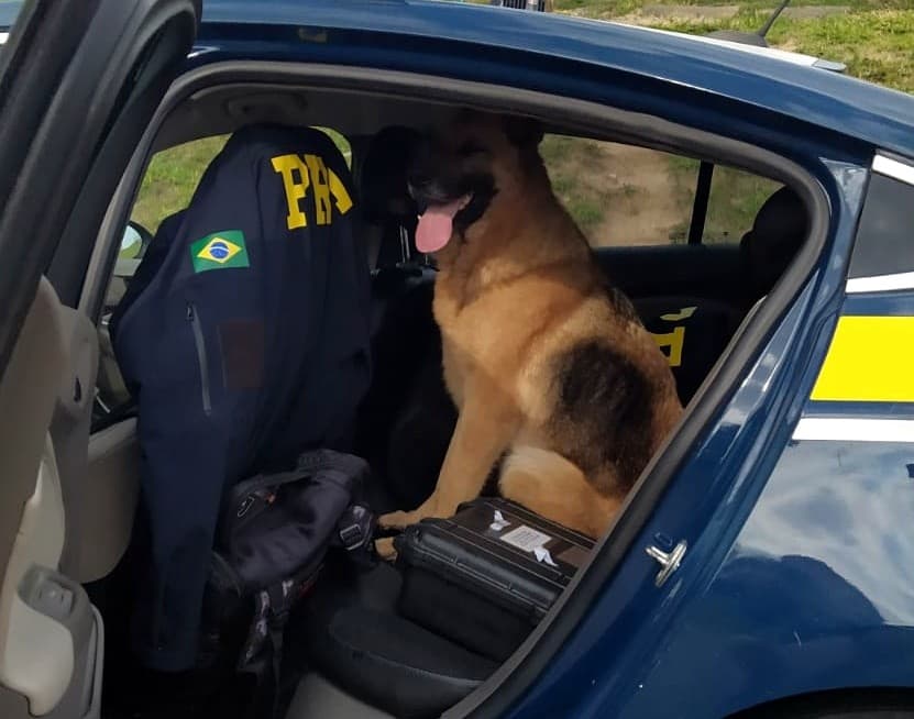 Cadela abandonada é resgatada pela PRF em Laguna