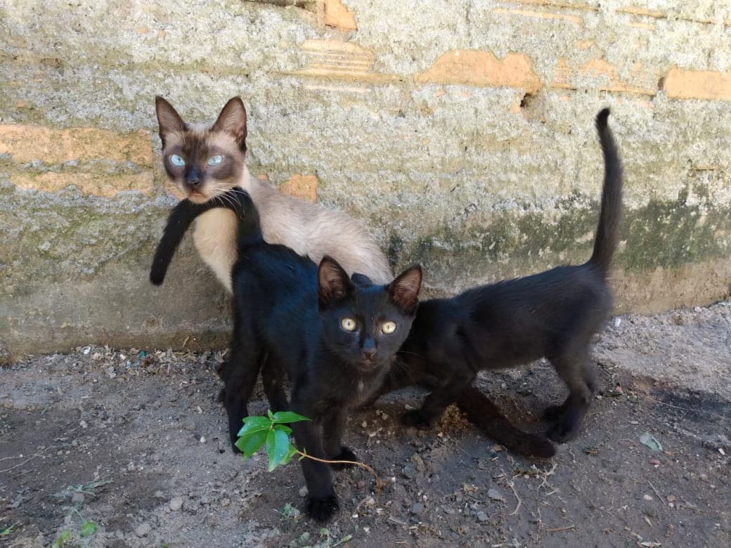 Laguna já castrou 266 animais de rua