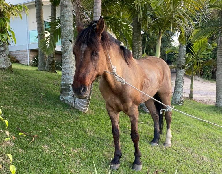 Cavalo furtado em Capivari é encontrado em Treze de Maio com sinais de cansaço