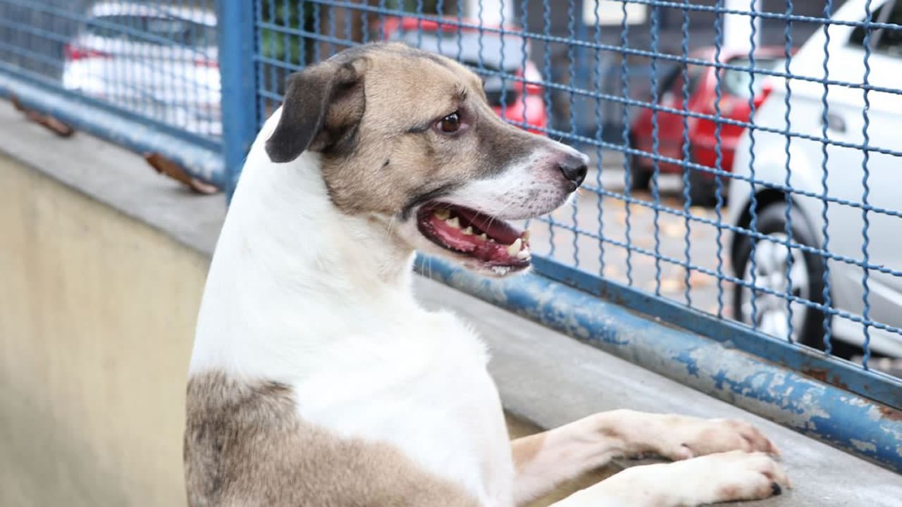 Cães e gatos podem ter vírus da Covid-19, mas não transmitem a doença