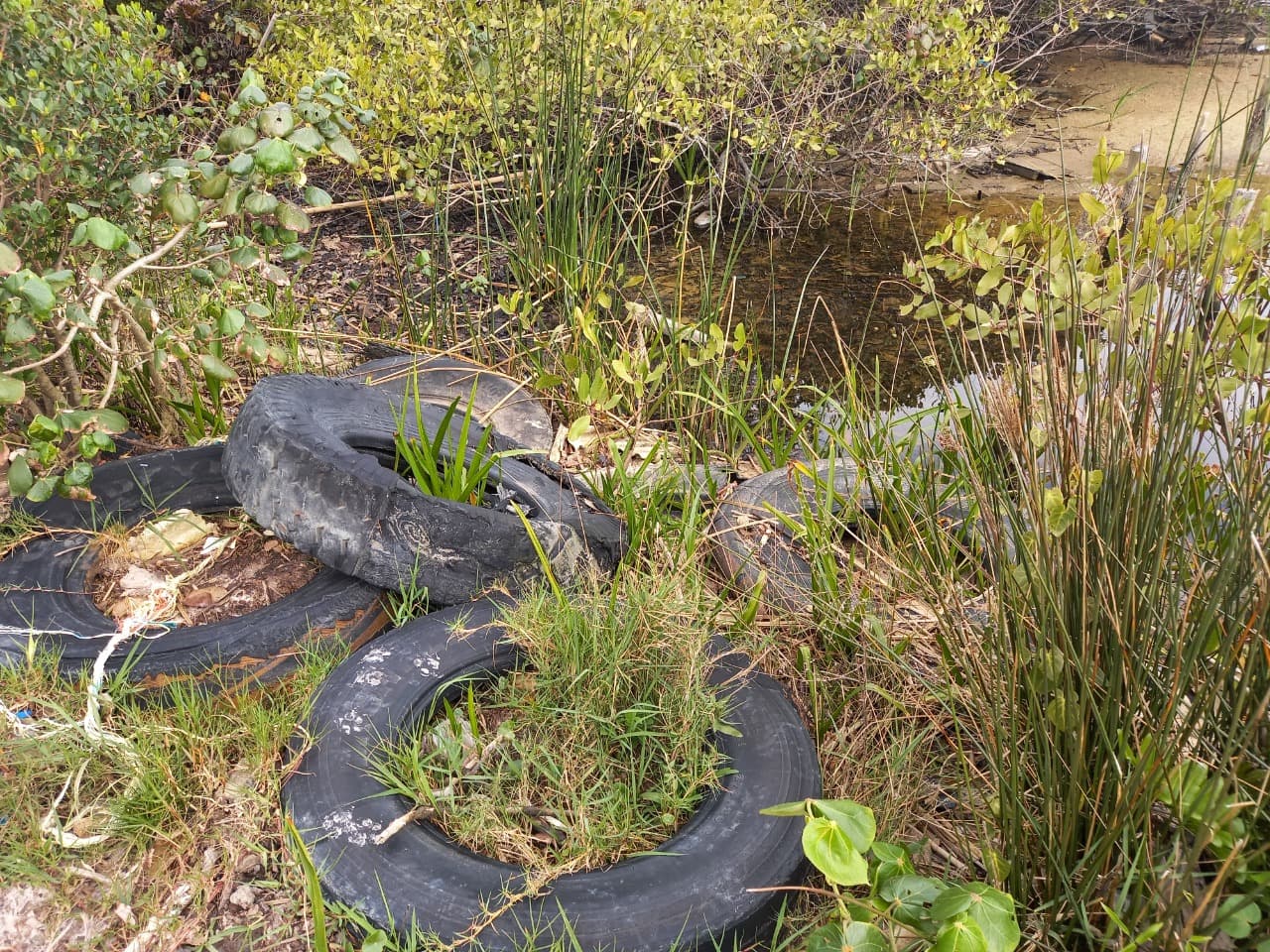Quase 130 pneus são recolhidos de área de preservação permanente