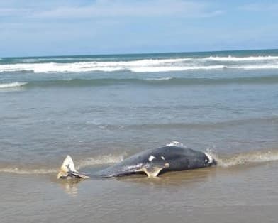 Mais um boto é encontrado morto em Laguna