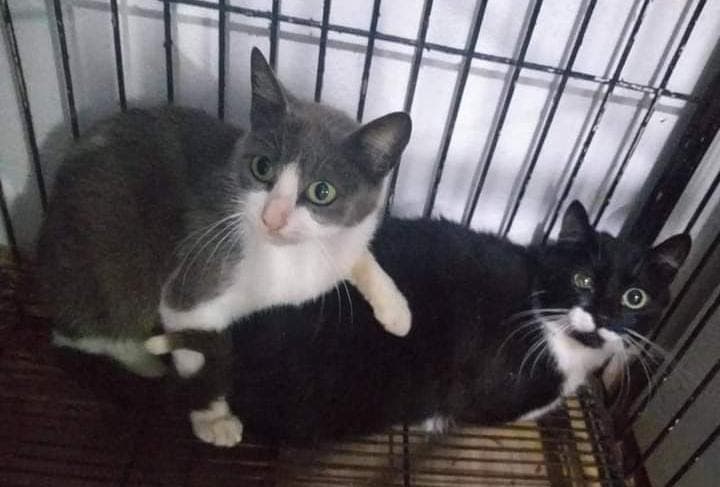 Mais de 70 gatos dos molhes são castrados e encaminhados para adoção