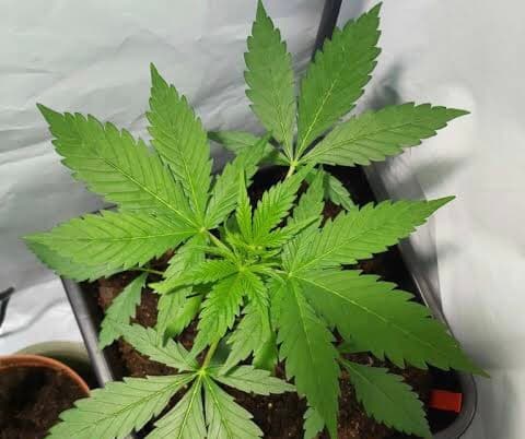 126 pés de maconha são apreendidos e homem preso