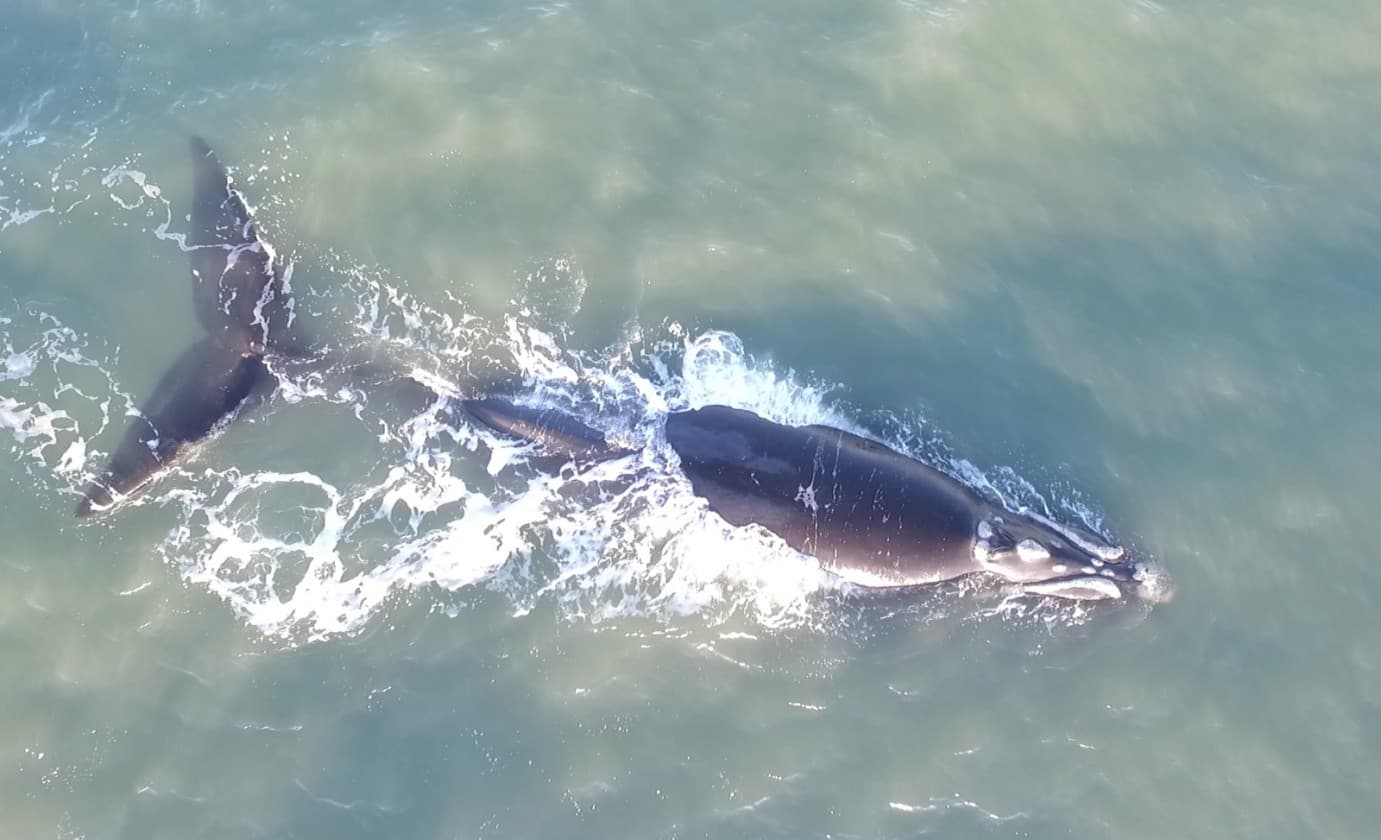Mais baleias são registradas nas praias da região