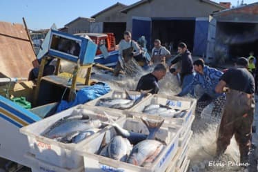 4 toneladas de tainhas são pescadas no Farol de Santa Marta