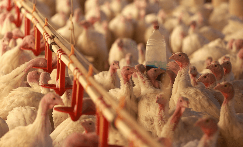 Exportação de carne de Santa Catarina supera receita de US$ 1,6 bilhão