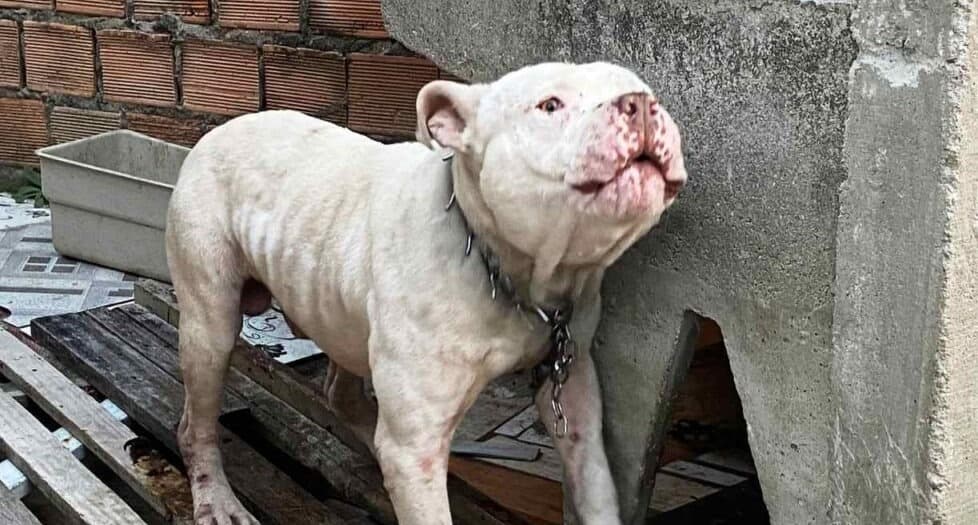 Novo sistema de fiscalização de cães pitbulls é implementado em Laguna