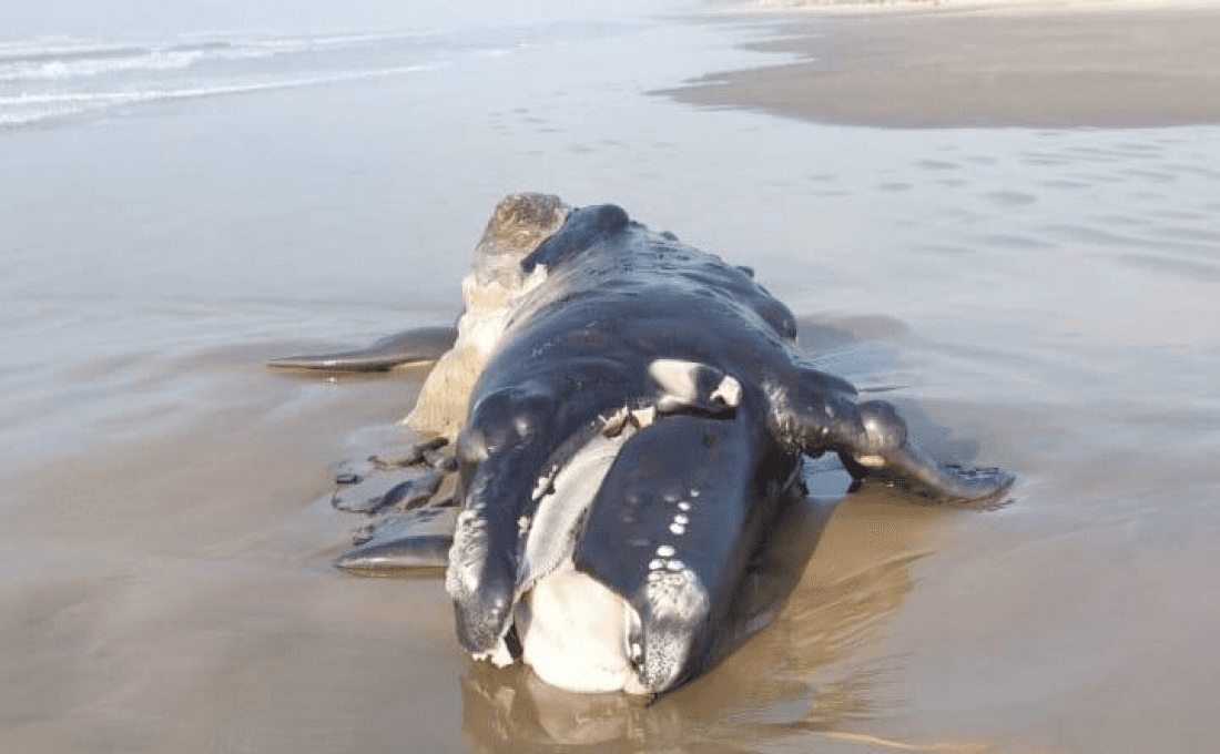 Filhote de baleia franca é encontrado morto em praia de Imbituba