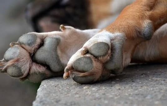 Após desaparecerem, cães são encontrados mortos a tiros no terreno de vizinho da família