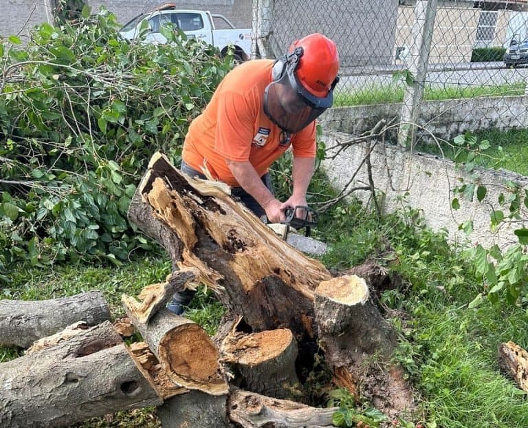 Concluída a remoção das árvores caídas em Tubarão após os fortes ventos que atingiram a região