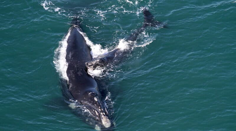 Sobrevoo sobre o litoral dos três estados do Sul registra 225 baleias-francas