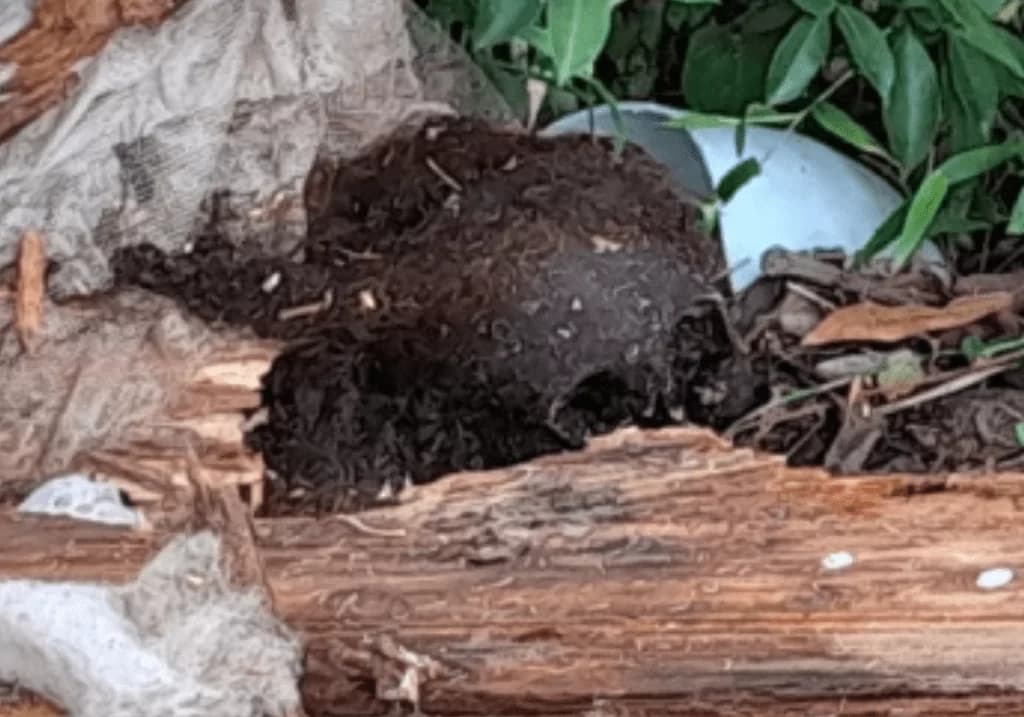 Crânio e pedaços de caixões são encontrados expostos em cemitério de Jaguaruna