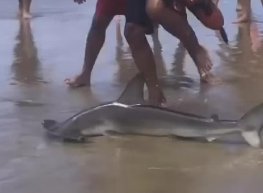 Tubarão-martelo encalha em Laguna
