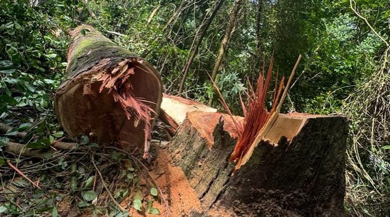 Eucalipto com risco de queda é removido de área urbana