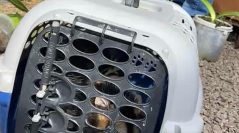 Família de gambás entra em residência de Laguna