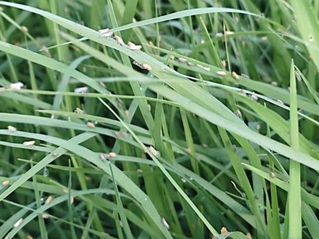 Nova praga de pastagens é identificada em SC