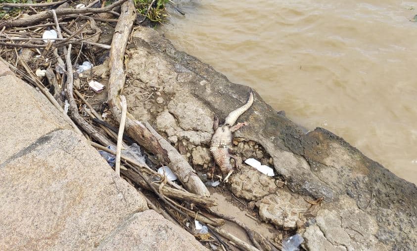 Jacaré é encontrado morto no cais do Centro de Laguna