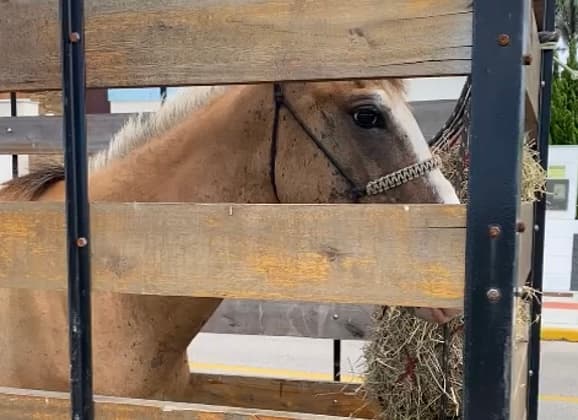 Cavalos soltos na rua são recolhidos em Imbituba
