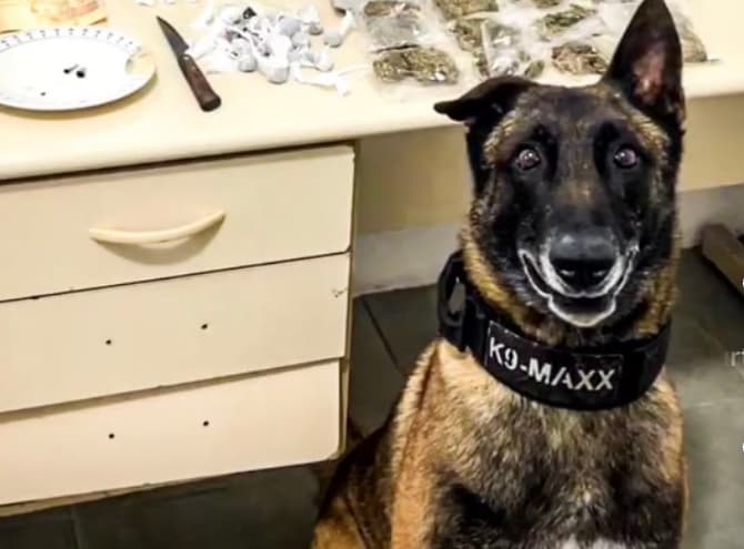 Cão policial quase é atacado por cães de rua durante busca por drogas