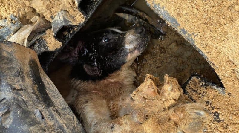 Cão é resgatado após ficar preso em tubulação de drenagem