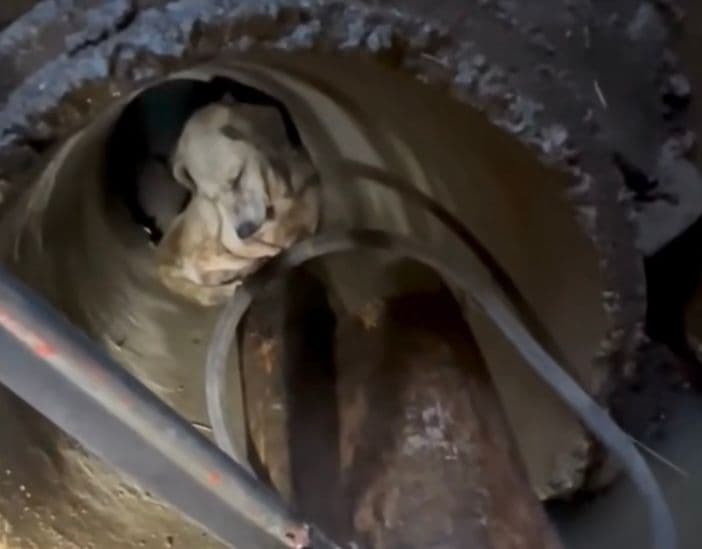 Cão preso na tubulação é resgatado pelos bombeiros