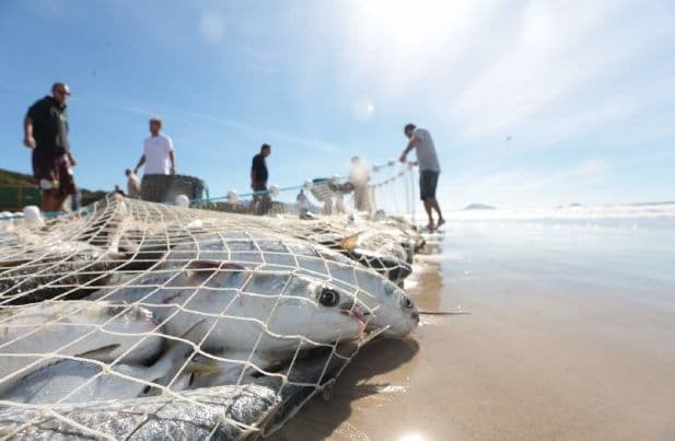 Começa a temporada da tainha para pescadores com canoas a remo e redes de arrasto