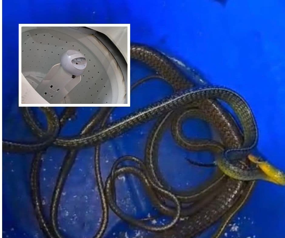 Cobras são encontradas dentro de máquina de lavar roupas