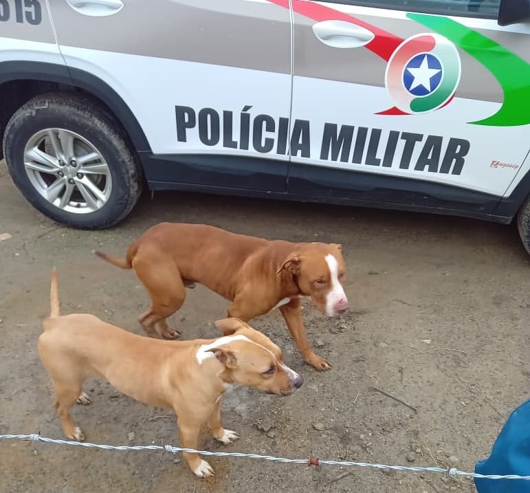Termo Circunstanciado é lavrado contra tutor de pitbulls soltos que atacaram outros animais