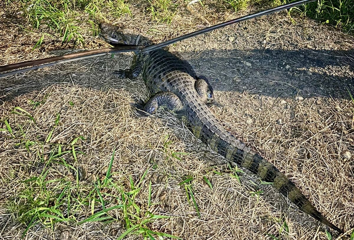 Jacaré de 2 metros é capturado em frente a casa em Tubarão
