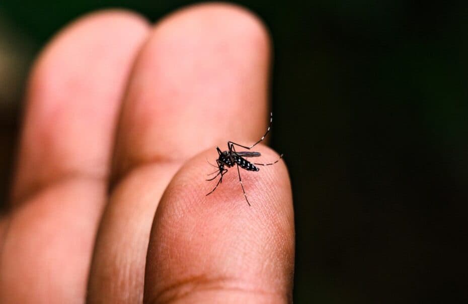 Número de focos do Aedes aegypti segue em elevação em Tubarão