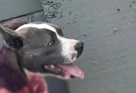 Inquérito policial é instaurado para investigar caso de pitbull golpeado várias vezes com facão
