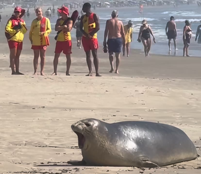 Elefante-marinho aparece nas areias da praia do Mar Grosso, em Laguna