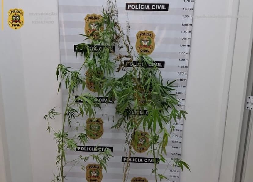 Pés de maconha são encontrados em área de mata