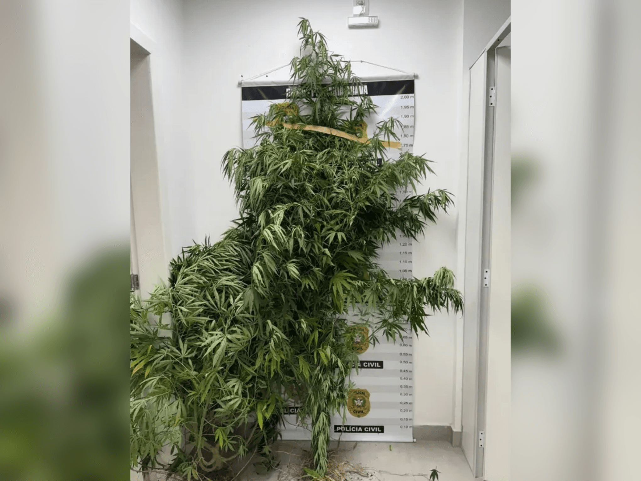 Pés de maconha de grande porte são apreendidos em quintal de casa