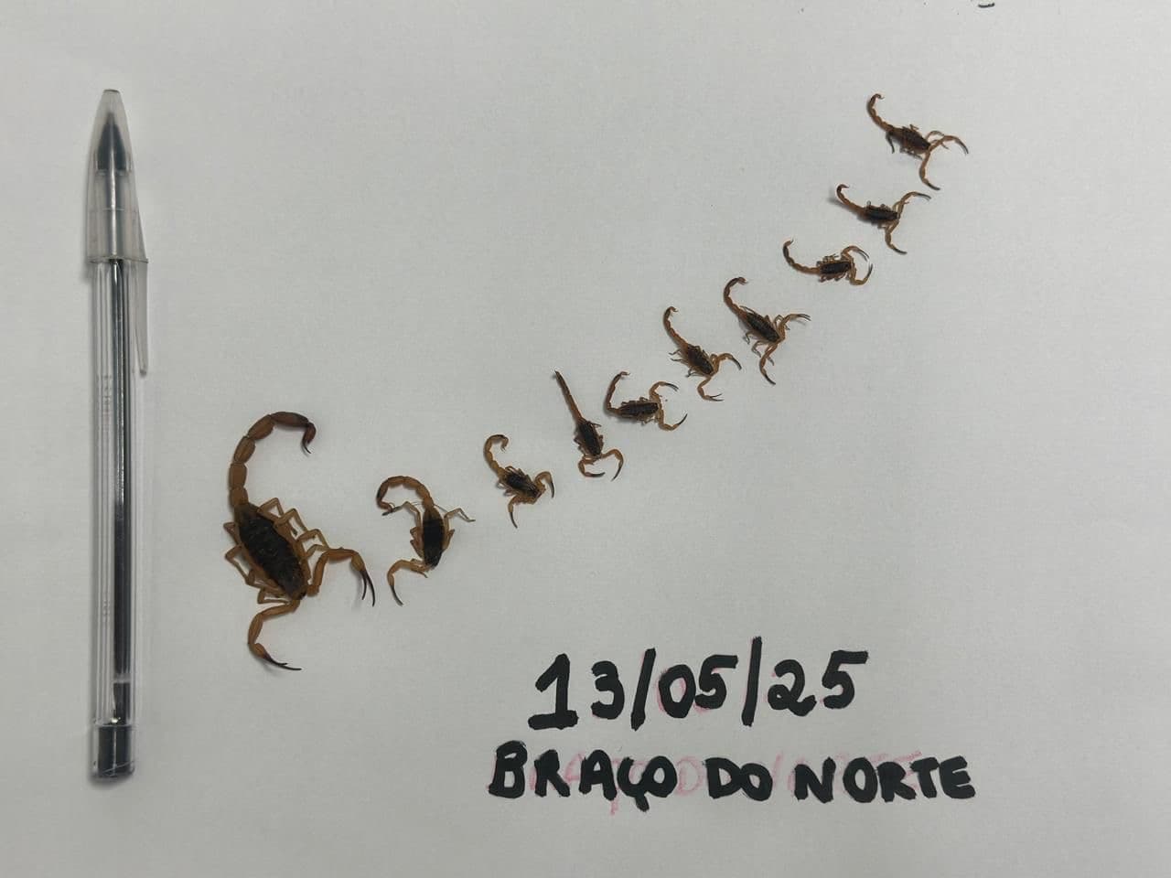 Mutirão noturno encontra mais 11 escorpiões amarelos em Braço do Norte