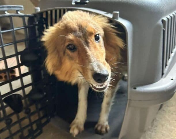 Cães resgatados em condições degradantes eram frequentemente agredidos