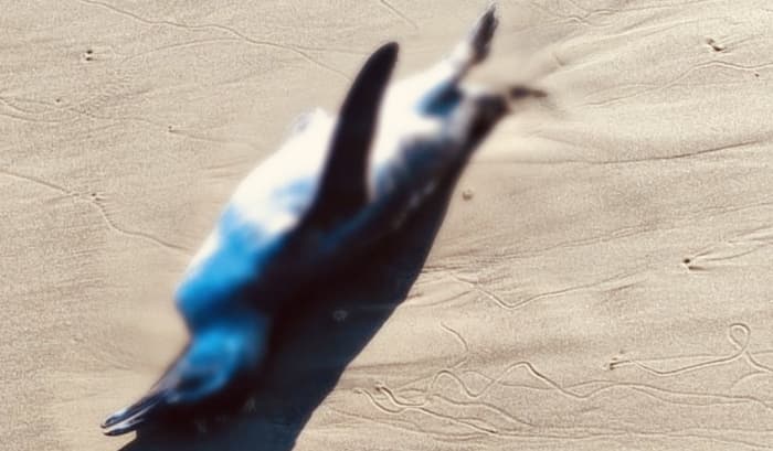 Pinguins são encontrados mortos em praia de Laguna