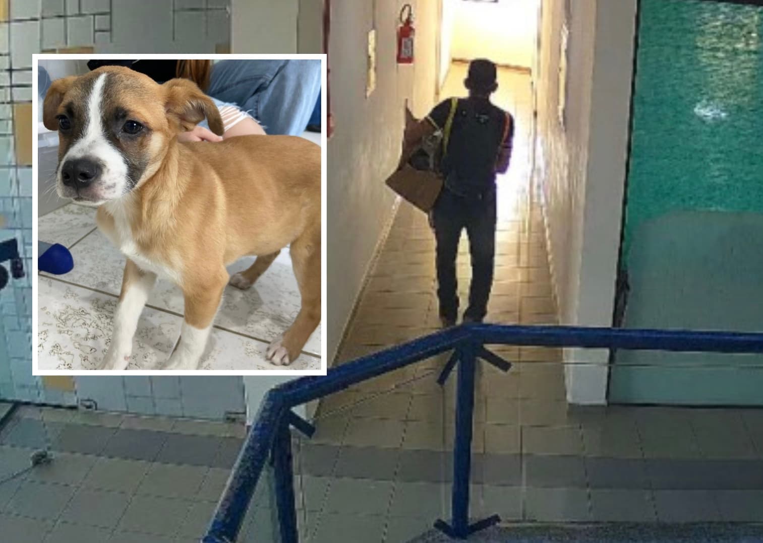 Morador de Laguna é indiciado após abandonar filhotes no banheiro da prefeitura