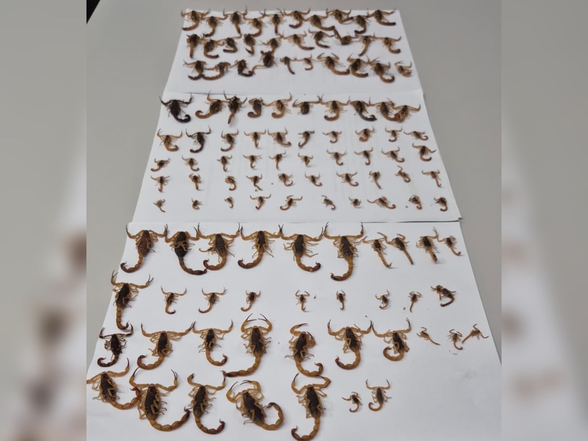 Braço do Norte captura mais 100 escorpiões em uma única ação