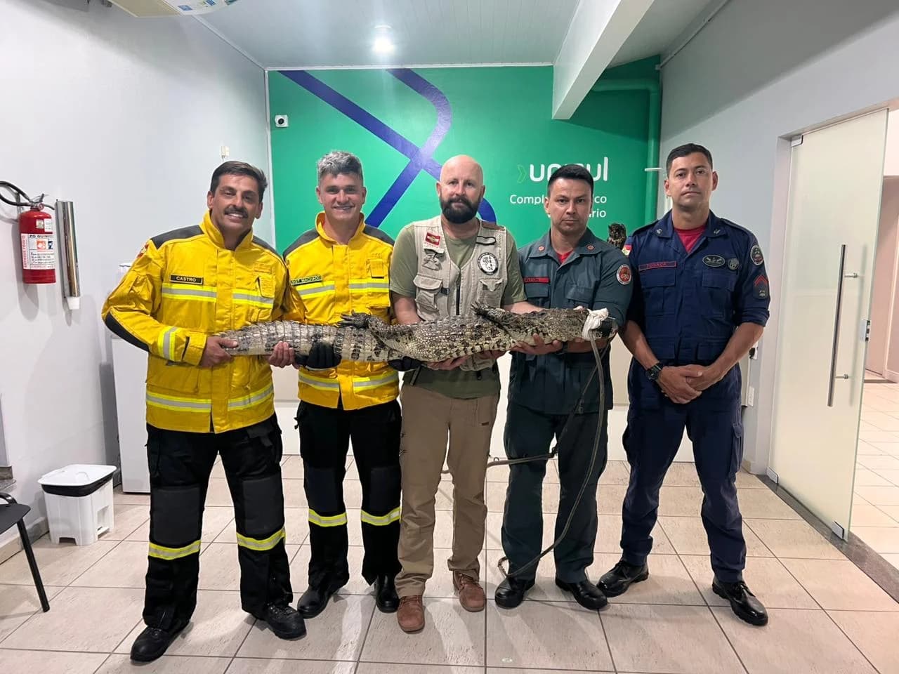 Jacaré atropelado é resgatado por bombeiros na estrada de Congonhas