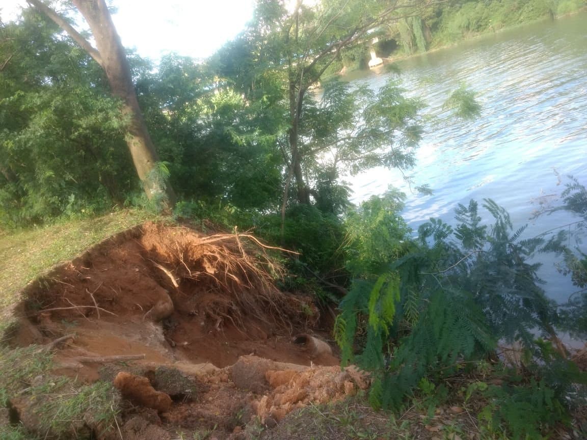 Árvore da beira-rio cede, próximo ao Angeloni