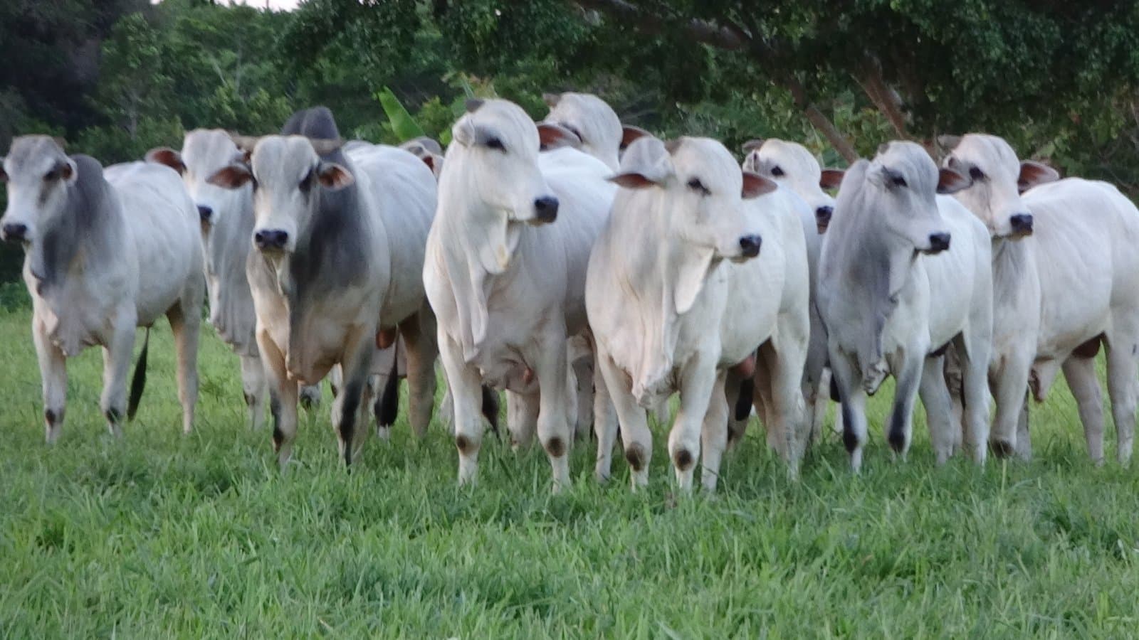 Feira de terneiros e gado geral será no próximo dia 16