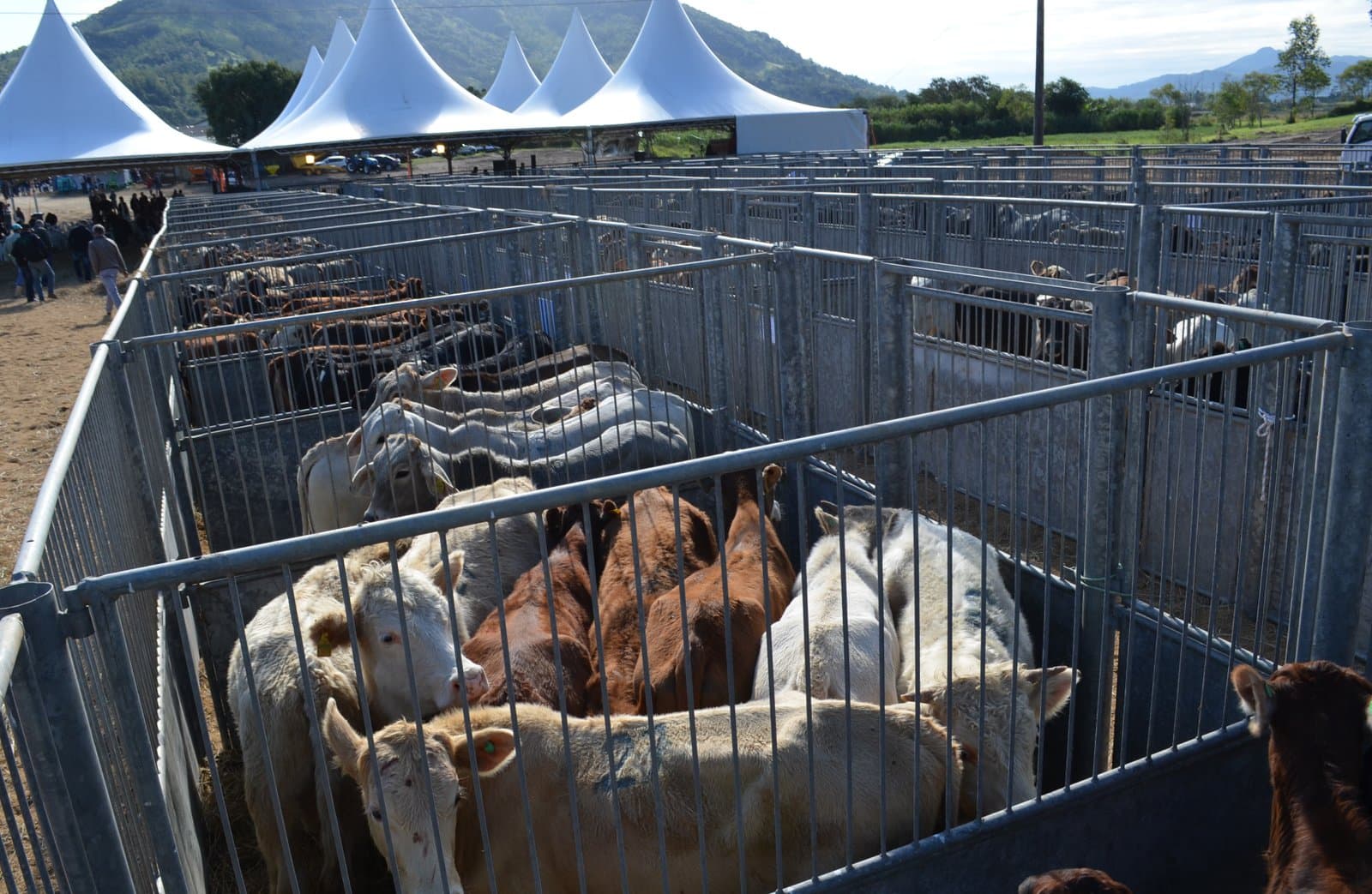 Segunda edição da Feira de Terneiros e Gado Geral está confirmada