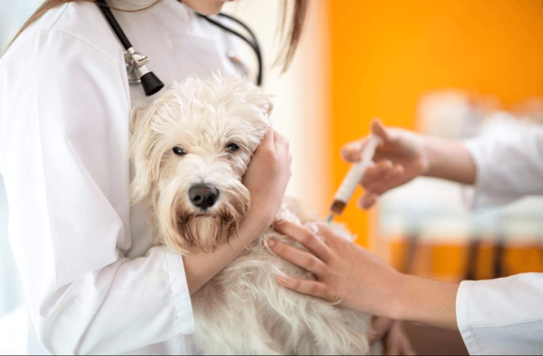 Tubarão busca vacinas antirrábicas com o Ministério da Saúde